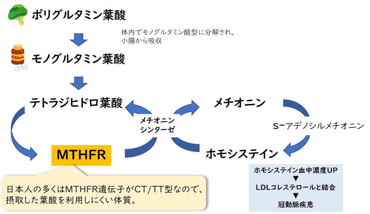 葉酸サイクル