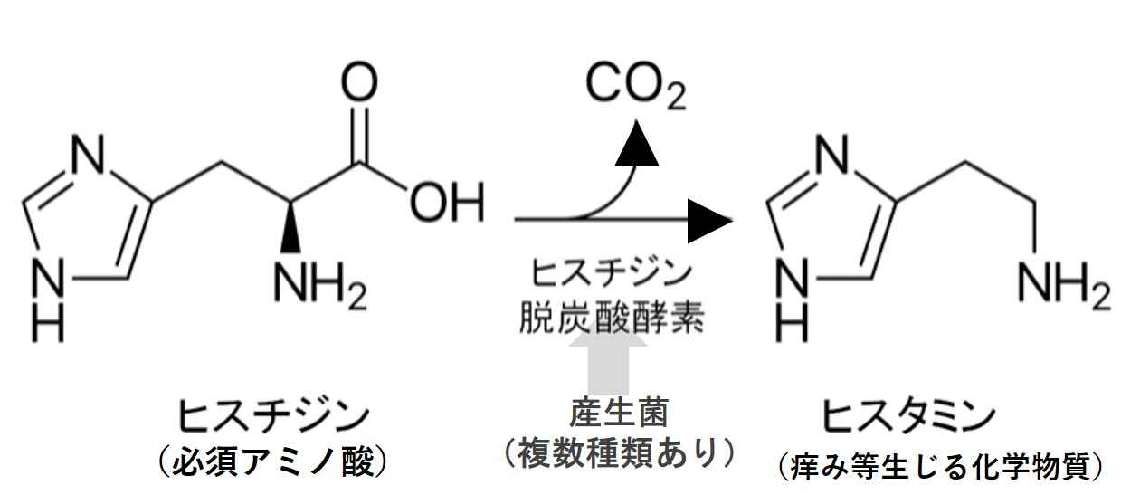 ヒスタミンとヒスチジンの関係