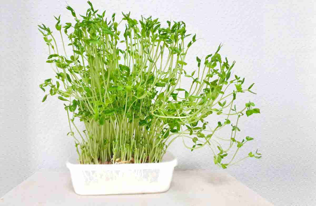 豆苗 いつから食べられる 幼児食