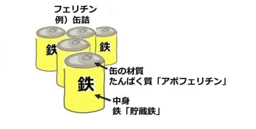 鉄 フェリチンとは