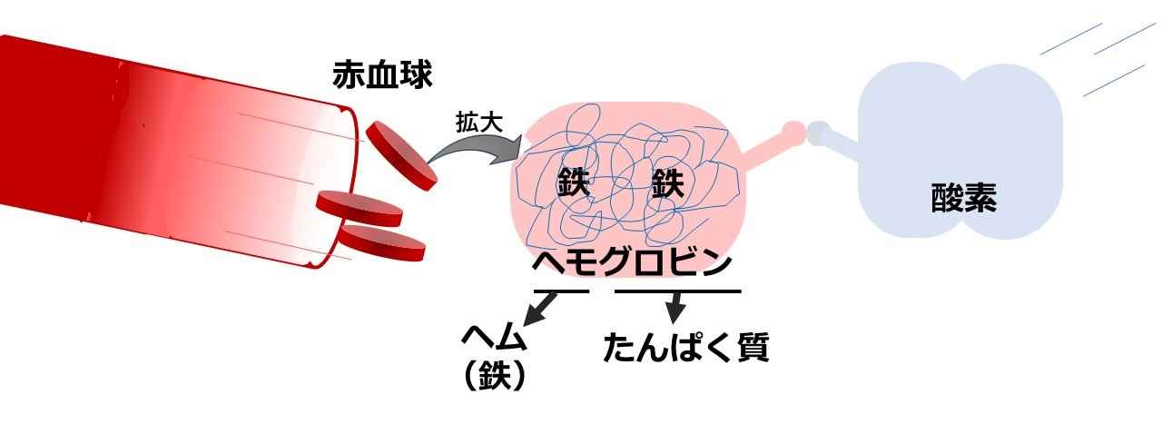 ヘモグロビンとはヘム(鉄)とタンパク質があわさってできたもので酸素を運ぶ