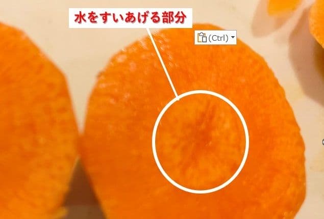 にんじん 皮に栄養が多い理由
