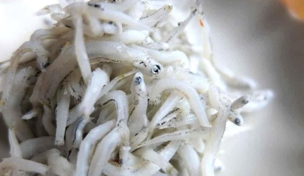 しらす 離乳食 白身魚 いつから